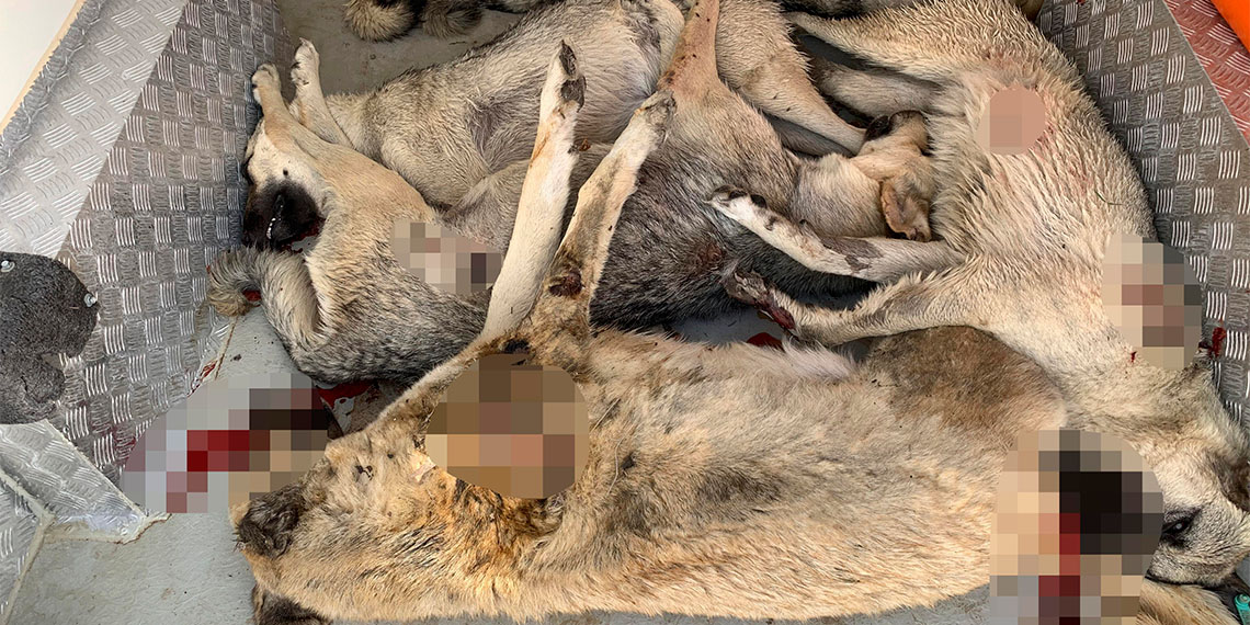 Ankara'da 6 sahipsiz köpek boş arazide ölü bulundu