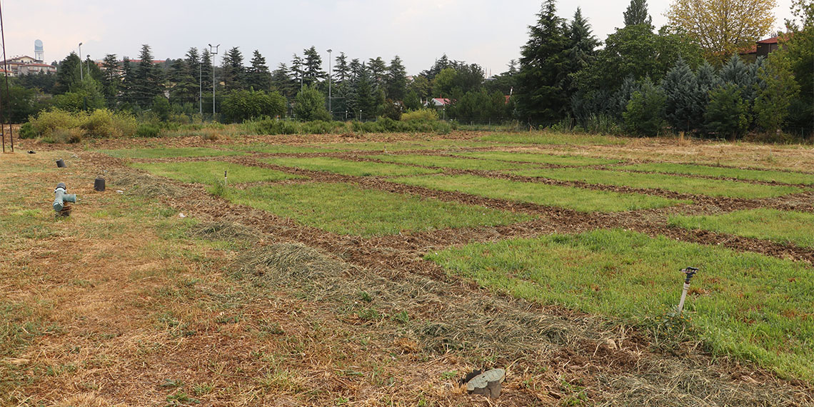 Ankara Üniversitesi Ziraat Fakültesi Tarla Bitkileri Bölümü Öğretim Üyesi Doç. Dr. Sibel Day, "Kuraklığın çok fazla arttığı bölgelerde, kuraklıktan çok fazla rahatsız olmayan; bunu tolere edebilen bitkilerin bu bölgelere geçmesi gerekiyor. Aslında bir şekilde bitki göçünü sağlıyoruz bu şekilde" dedi.