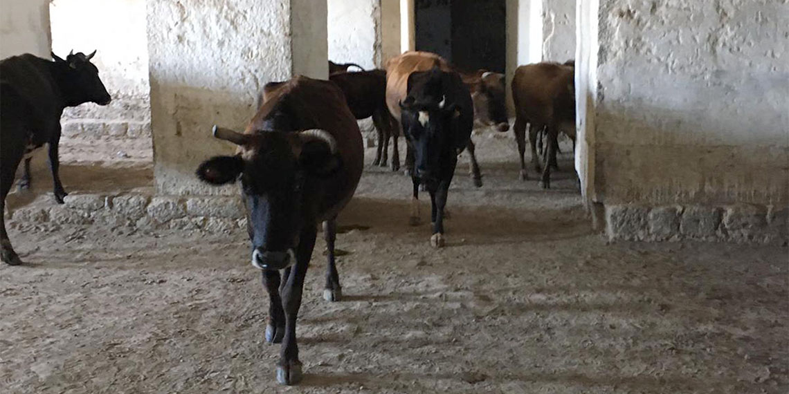 Tarihte 93 harbi olarak bilinen Osmanlı-Rus Savaşı’na sahne olan, Gazi Ahmet Muhtar Paşa’nın bir dönem kullandığı Mecidiye Tabyası ahıra döndü.