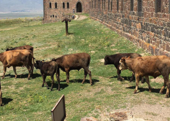 Mecidiye Tabyası ahıra döndü