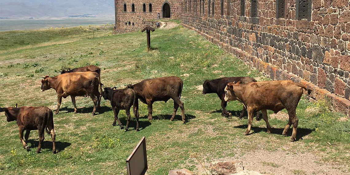 Mecidiye Tabyası ahıra döndü
