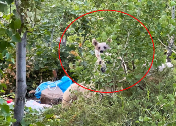Kurdukları piknik sofrasını ayılara bırakıp kaçtılar