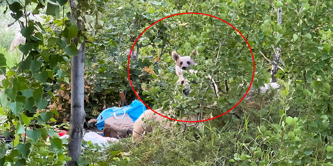 Kurdukları piknik sofrasını ayılara bırakıp kaçtılar