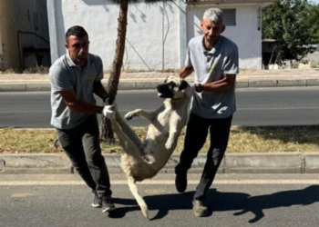 Silvan Belediyesi sokak köpeklerini toplamaya başladı