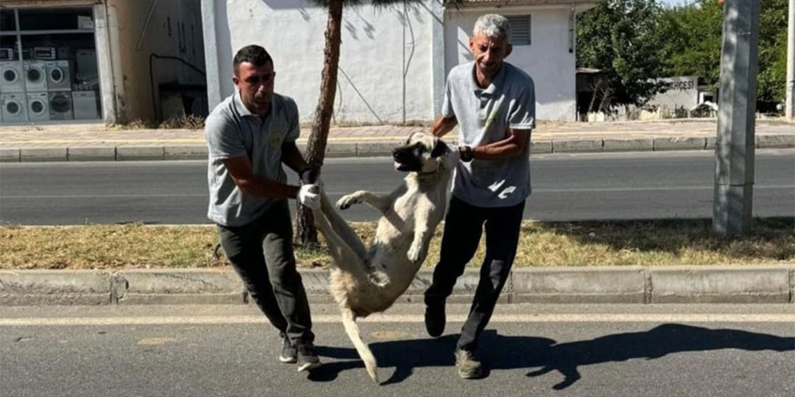 Silvan Belediyesi sokak köpeklerini toplamaya başladı