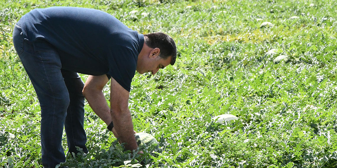 Karpuzda "kırmızı örümcek zararlısı" endişesi