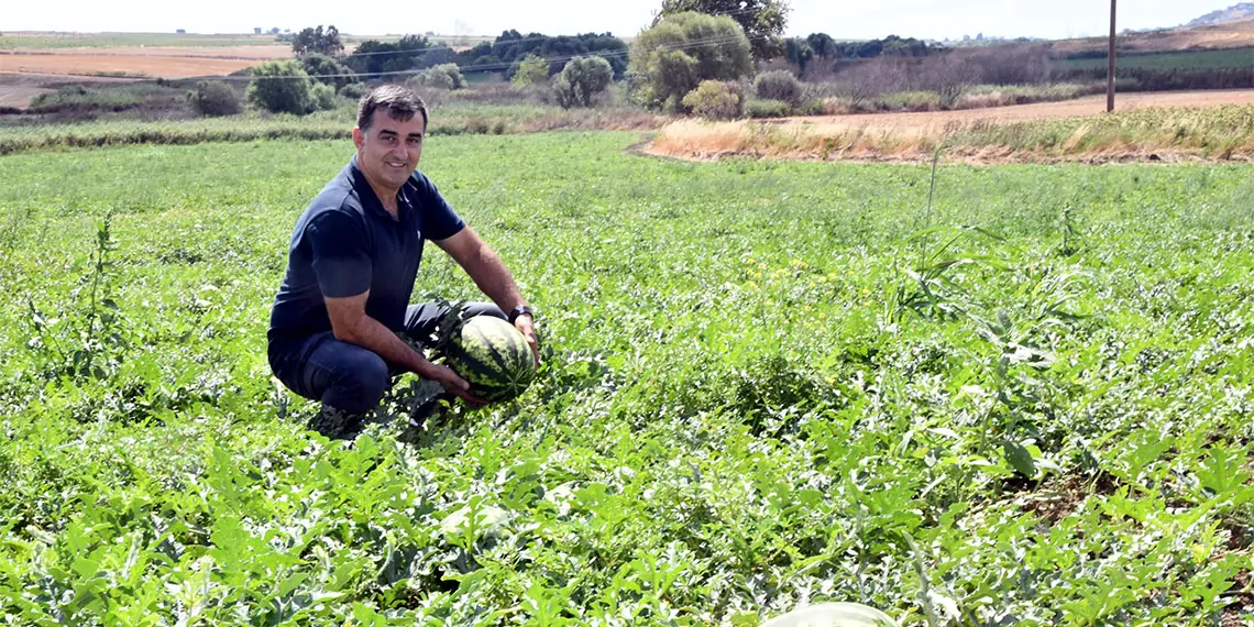 Tekirdağ'ın önemli karpuz üretim merkezlerinden marmaraereğlisi ilçesinde ekili ürünlerde kırmızı örümcek zararlısı görülmesi üreticileri endişelendirdi.