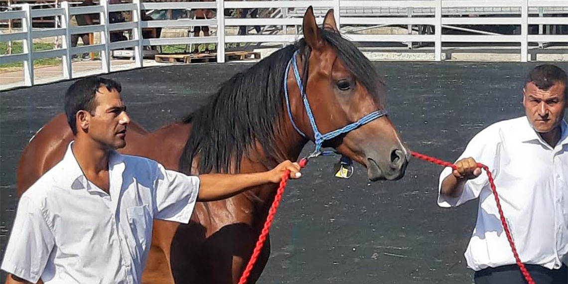 Yarış tayları açık artırma usulüyle satışa çıkarıldı