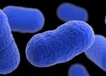 ABD’de listeria bakterisi sebebiyle et ürünleri piyasadan toplatılıyor