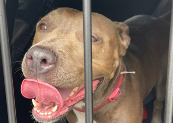 ABD’de polis, arabanın içerisinde bırakılmış köpeği kurtardı