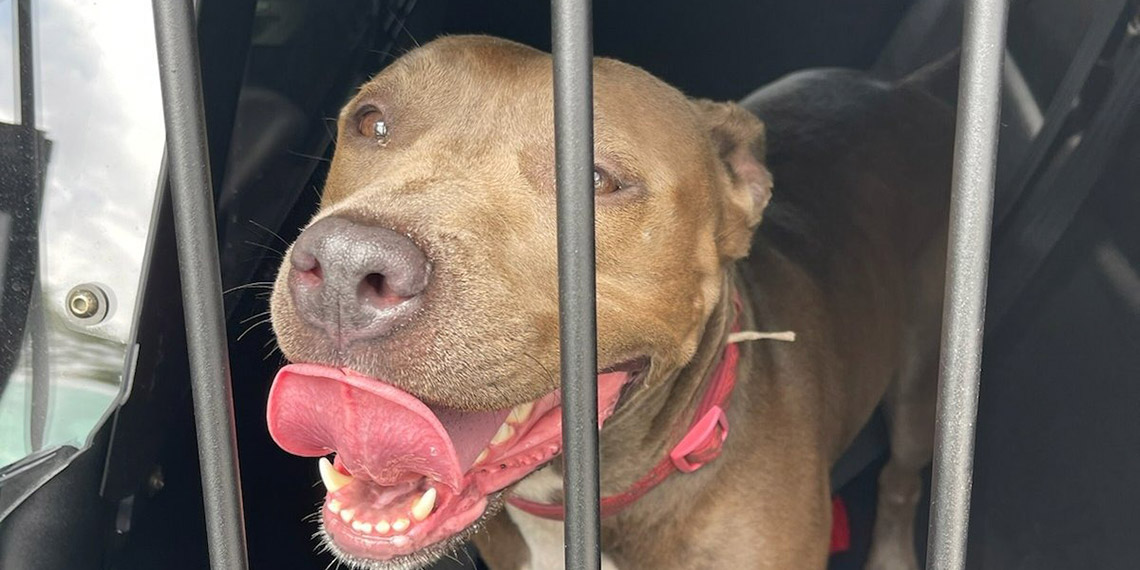 ABD’de polis, arabanın içerisinde bırakılmış köpeği kurtardı