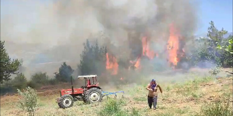 Adana Kozan'da orman yangını