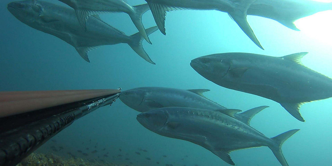 Akdeniz ve Ege'de yerli balıklar azaldı, egzotik türler çoğaldı