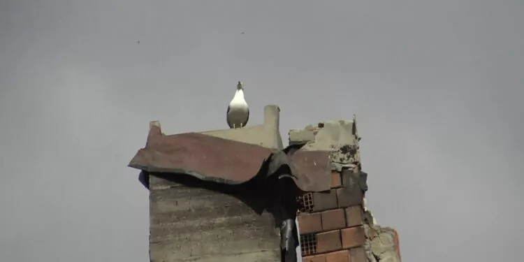 Avcılar'da binanın yıkımı, çatıdaki yavru martı için durduruldu