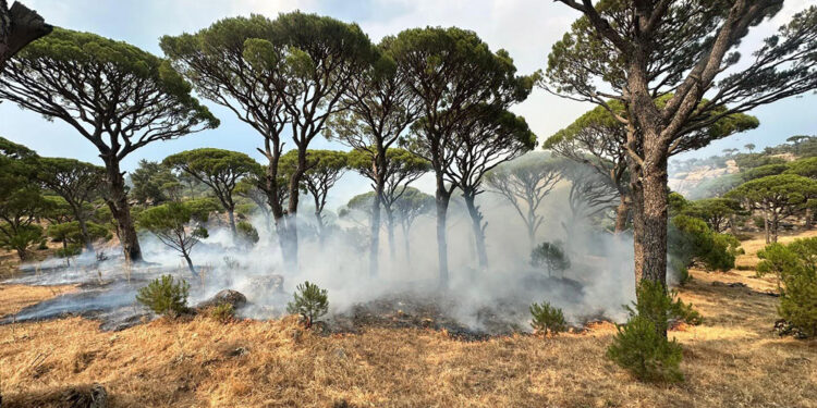 Aydın'da yıldırım yangınlarda 10 dönüm alan zarar gördü