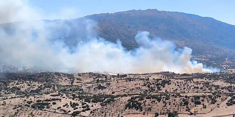 Aydın'daki zeytinlik yangınında 20 dönüm alan zarar gördü