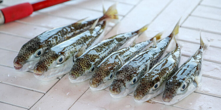 'Balon balığı avcıları' Antalya'da 218 bin lira kazandı