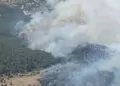 Bornova'da ormanda yangın çıktı