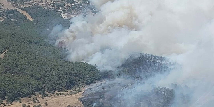 Bornova'da ormanda yangın çıktı