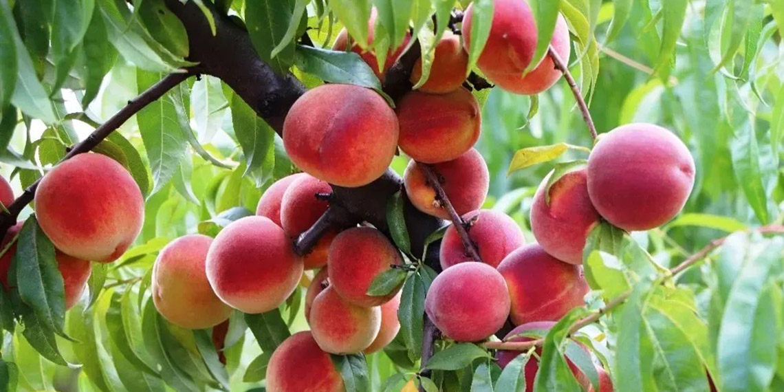 Bursa Şeftalisi, AB’den coğrafi işaret tescili aldı