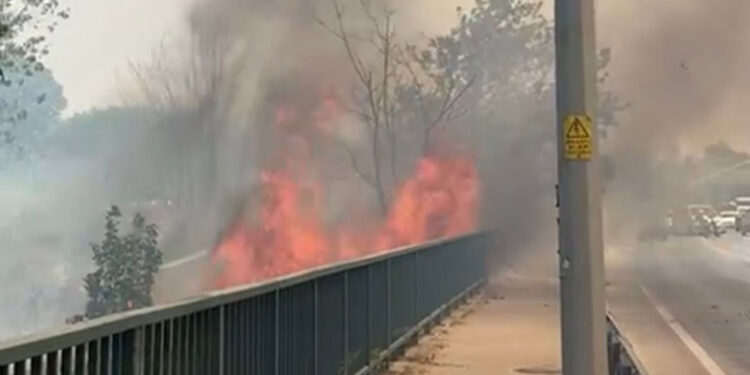 Bursa'da ağaçlık alanda yangın