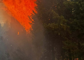 Çanakkale Bayramiç'te orman yangını çıktı
