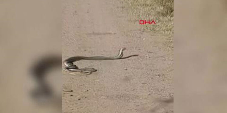 Çanakkale'de yılanların 'çiftleşme dansı'