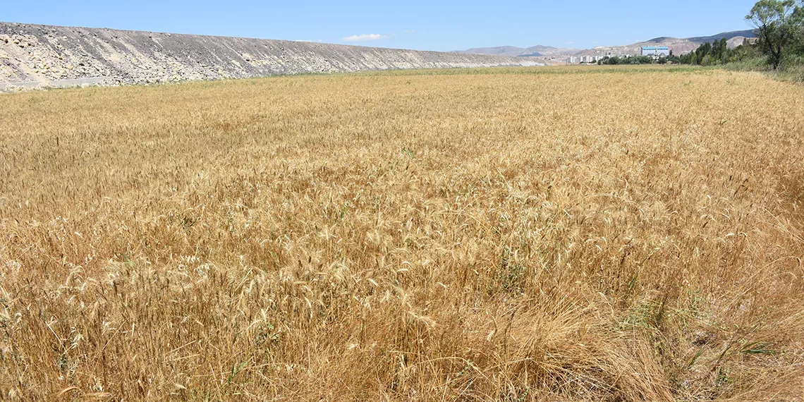 Çiftçi kolaya kaçayım derken geleceğini yok ediyor