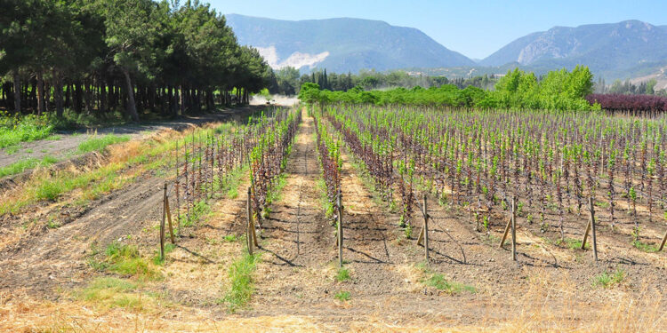 Çinli BYD'nin Manisa yatırımı, kentte sevinçle karşılandı