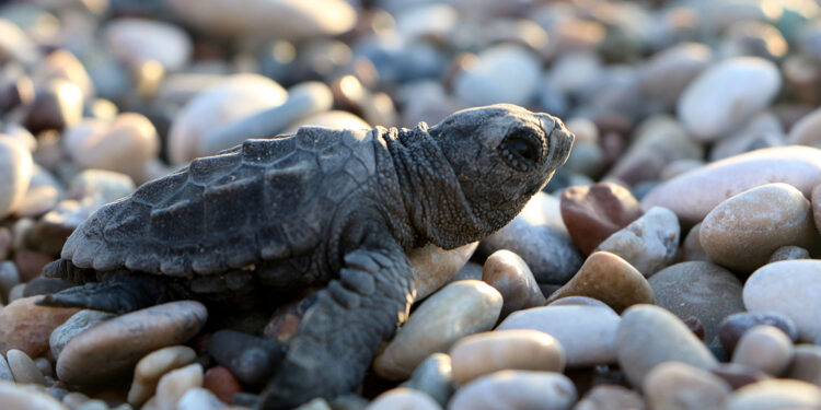 Çıralı'da 30 yılın deniz kaplumbağası yuva rekoru kırıldı