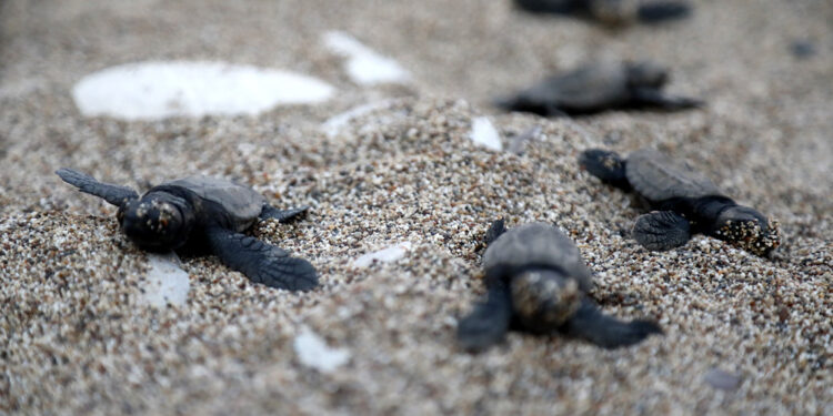Deniz kaplumbağalarının sahilinde 30 yılın rekoruna son 6 yuva