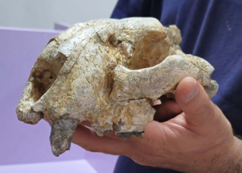 Denizli'de 9 milyon yıl öncesine ait kılıç dişli kedi kafatası fosili bulundu