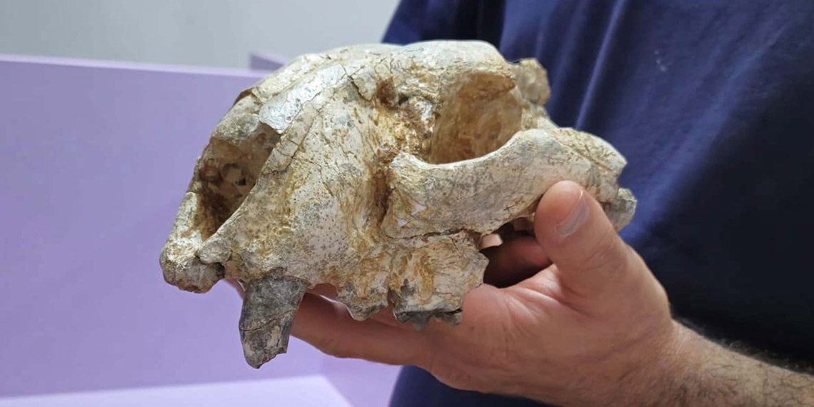 Denizli'de 9 milyon yıl öncesine ait kılıç dişli kedi kafatası fosili bulundu