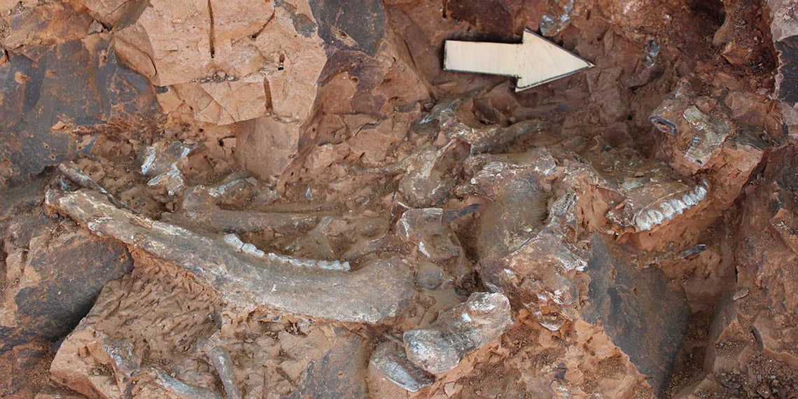 Denizli'de 9 milyon yıl öncesine ait kılıç dişli kedi kafatası fosili bulundu