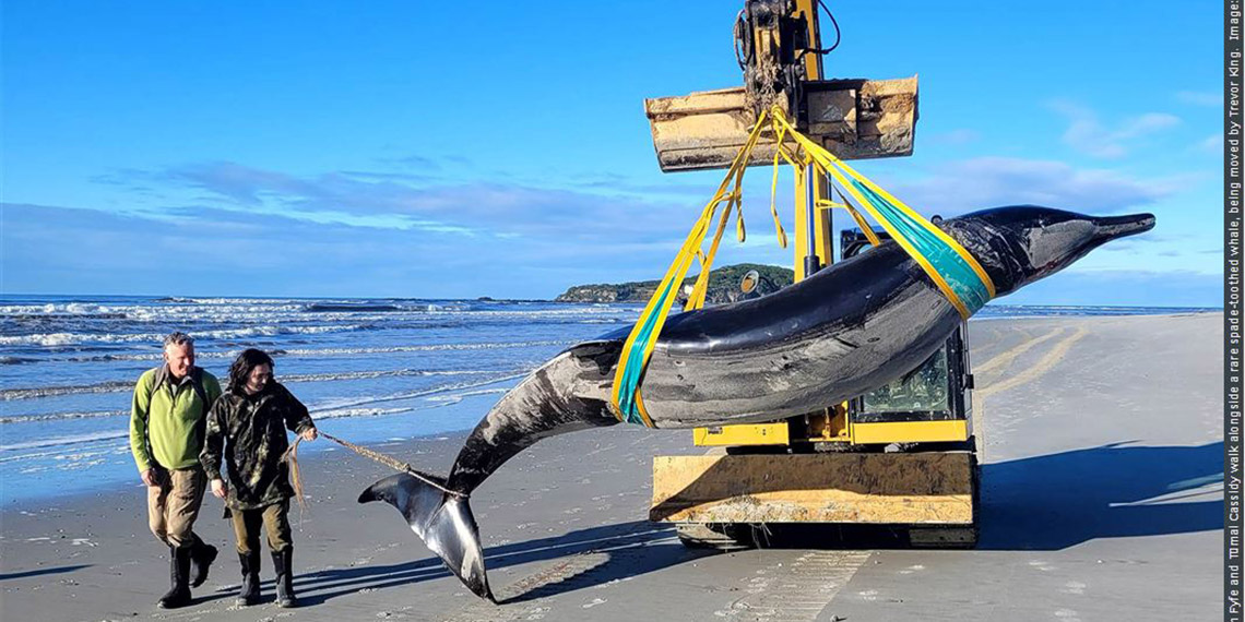 Dünyanın en nadir balinası, Yeni Zelanda’da karaya vurdu