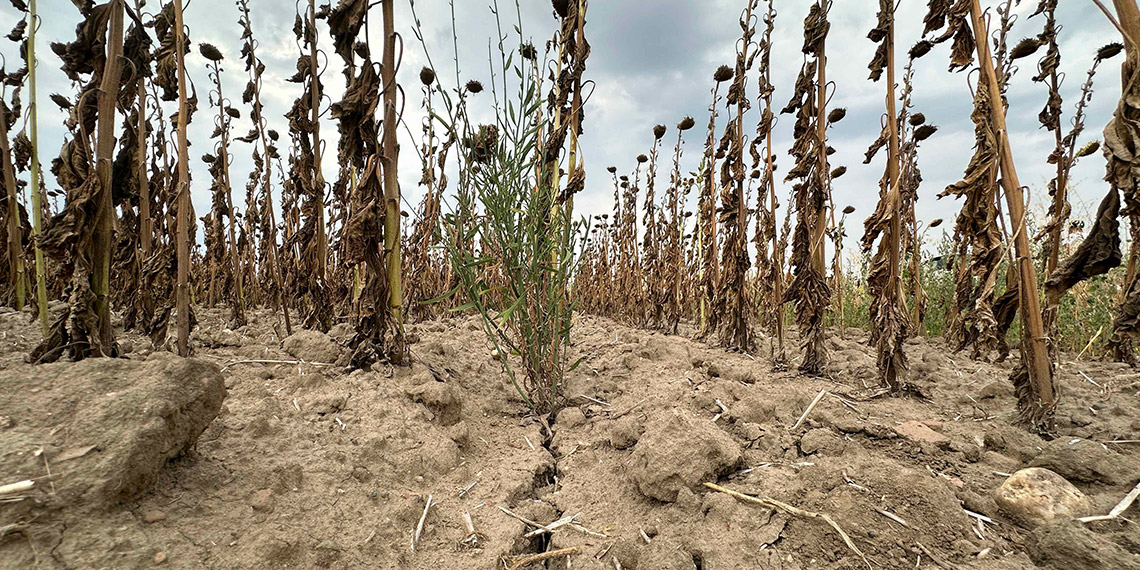 Edirne'de kavurucu sıcaklar ayçiçeği tarlalarını vurdu