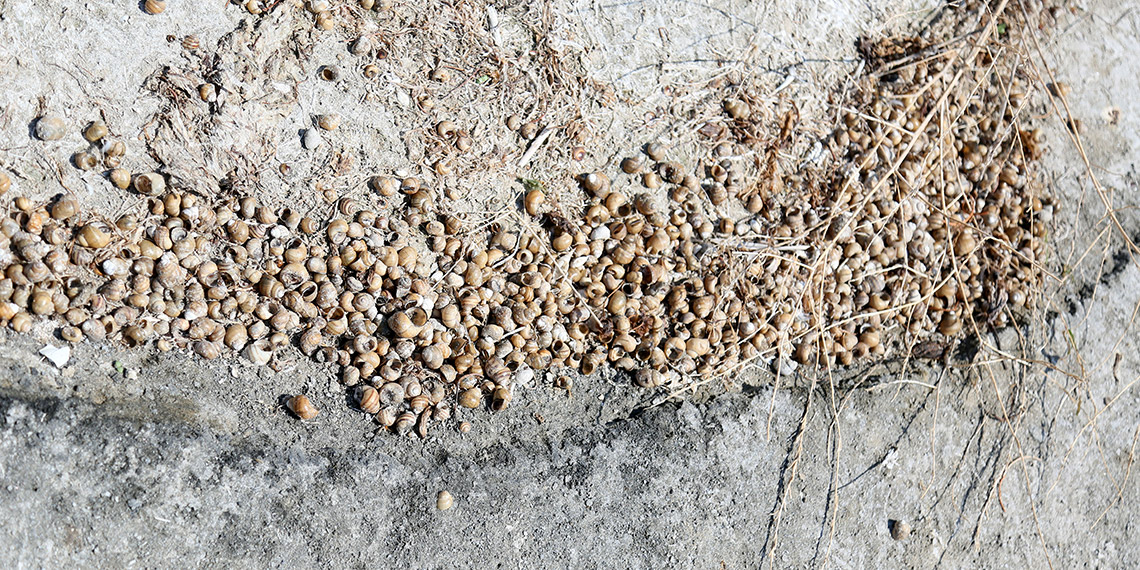 Eğirdir Gölü'nde binlerce kabuklu su canlısı ölüsü kıyıya vurdu