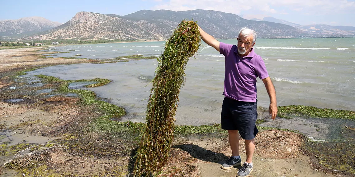 Eğirdir gölü'nün yüzeyini algler kapladı