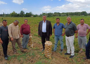 Patates üreticisinin dramı; Tarlada 4, markette 20 lira