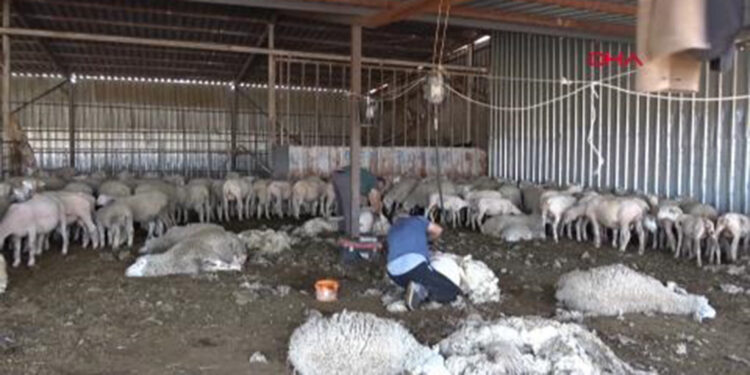 Fransa'dan ithal ettiği koyunlardan yüksek verim aldı