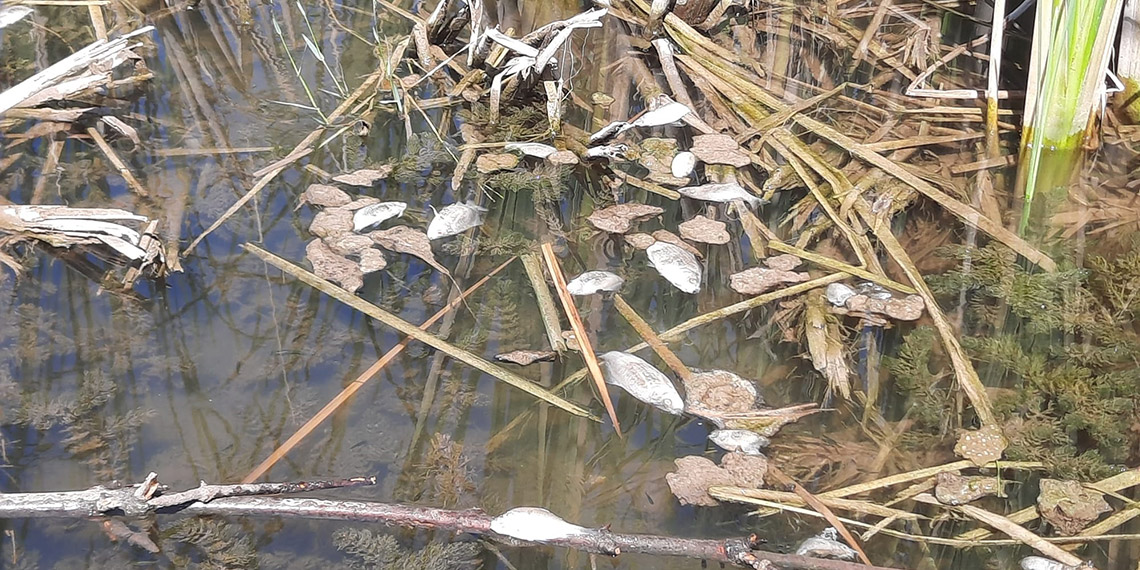 Gemlik'teki Kurtul Göleti'nde balık ölümleri