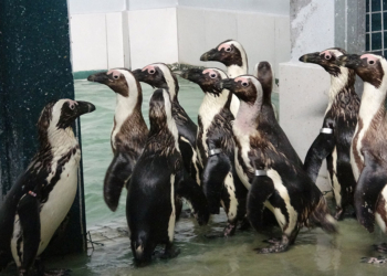 Hayvanat bahçesinde penguenlere yaz uygulaması