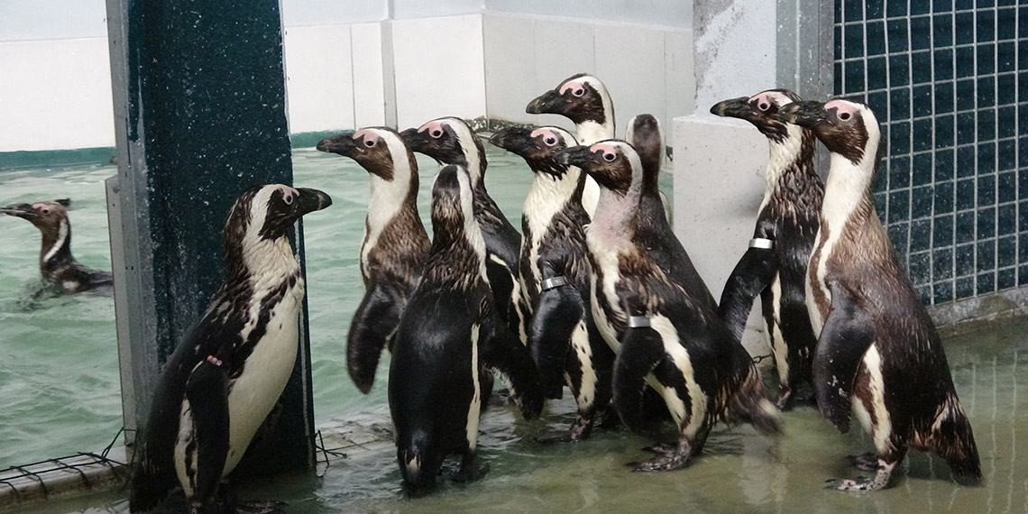 Hayvanat bahçesinde penguenlere yaz uygulaması