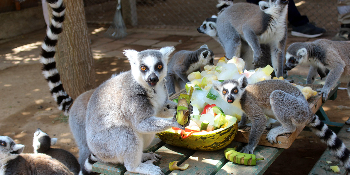 Hayvanlar buzlu meyve kokteyli ve fıskiye ile serinletiliyor