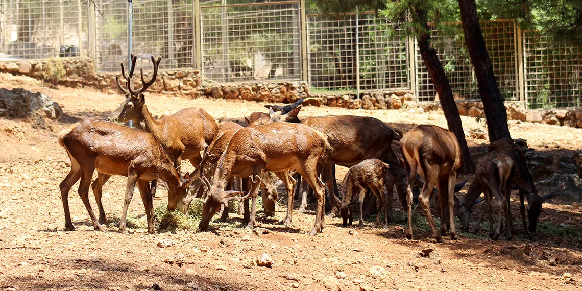 Hayvanlar buzlu meyve kokteyli ve fıskiye ile serinletiliyor