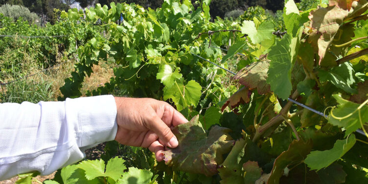 Haziran sıcakları, meyve ağaçlarını kuruttu