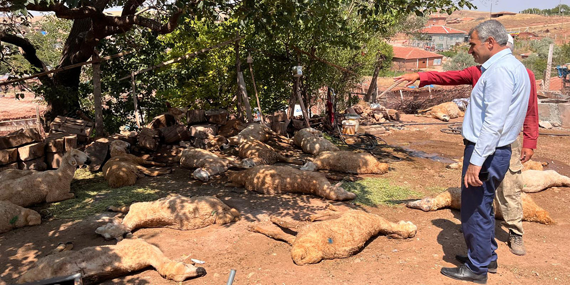 İçtikleri sudan zehirlendikleri öne sürülen 60 küçükbaş öldü