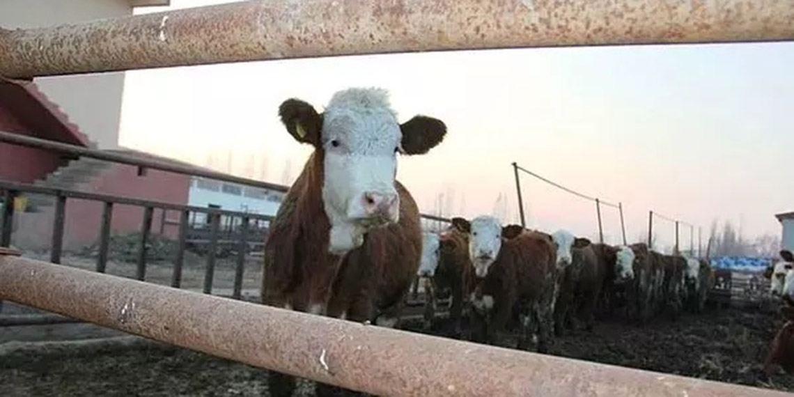 İdil'de şap hastalığı nedeniyle hayvan giriş ve çıkışları yasaklandı