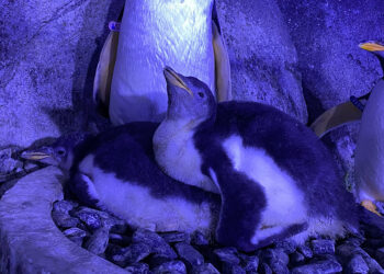 İstanbul’da dört gentoo türü penguen dünyaya geldi