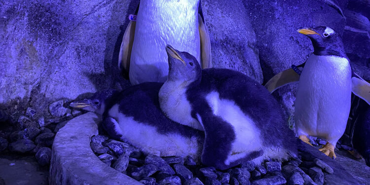 İstanbul’da dört gentoo türü penguen dünyaya geldi